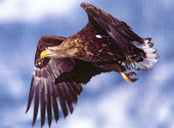 eagle