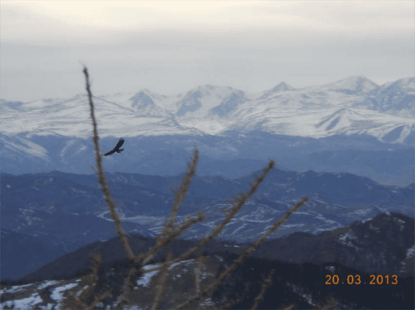 eagle